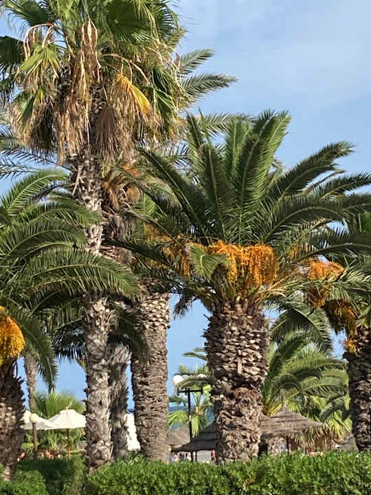 Gartenanlage Hotel Paradis Palace