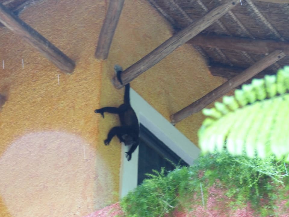 Ich bin auch hier Iberostar Waves Tucan