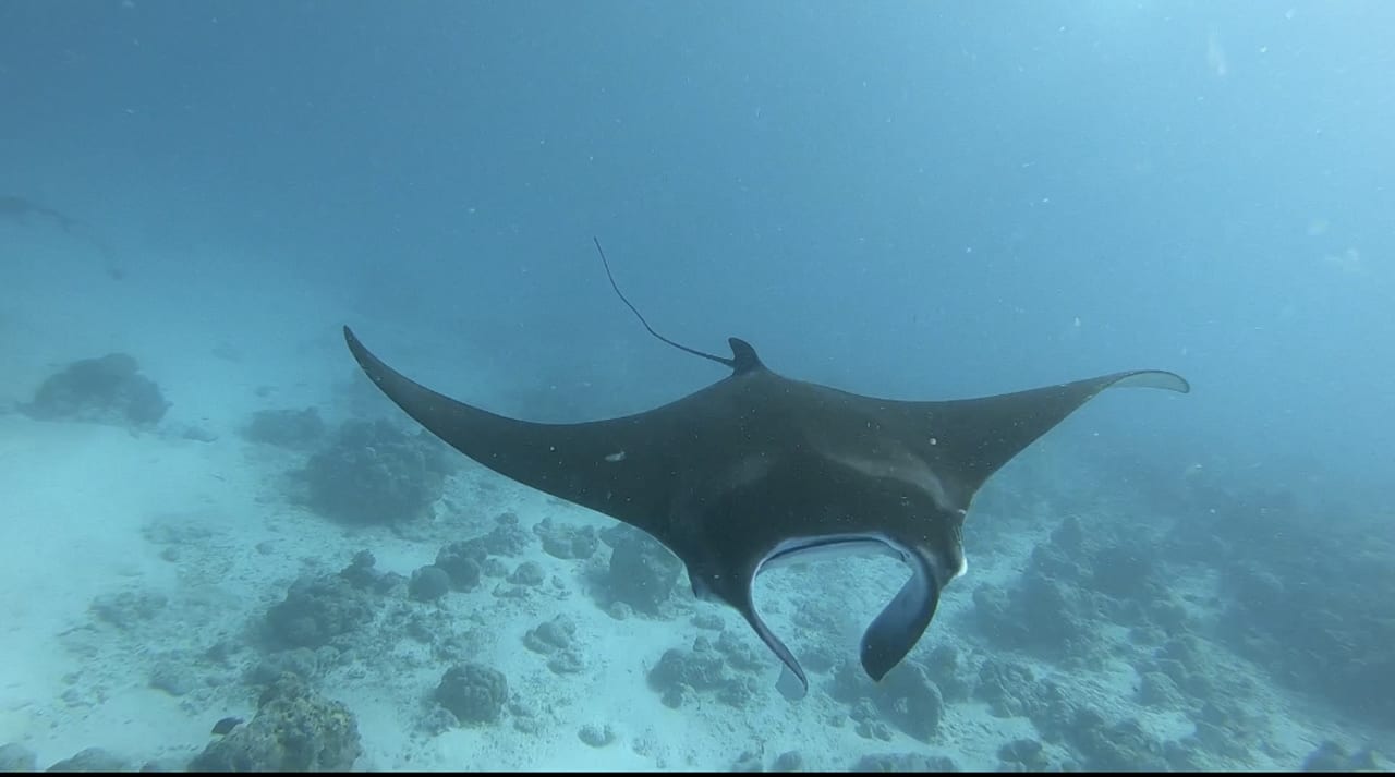 Strand Kuramathi Maldives