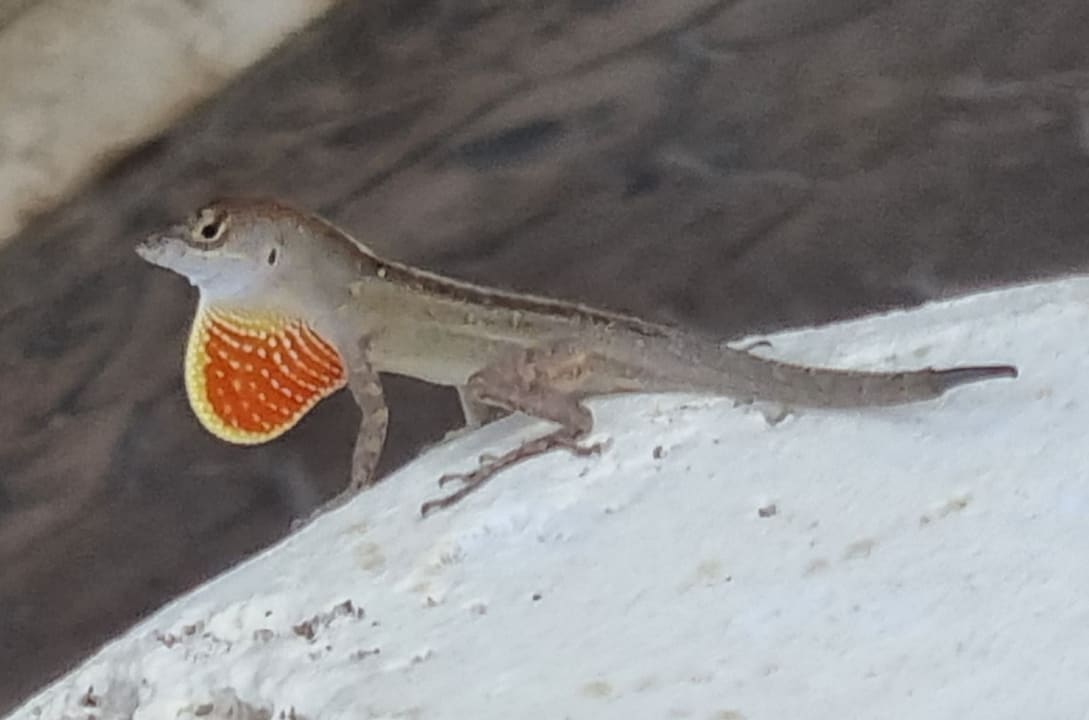 Strand Paradisus Varadero Resort & Spa