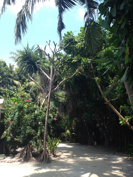 Gehweg auf der Insel Adaaran Select Meedhupparu Island Resort - Premium All Inclusive