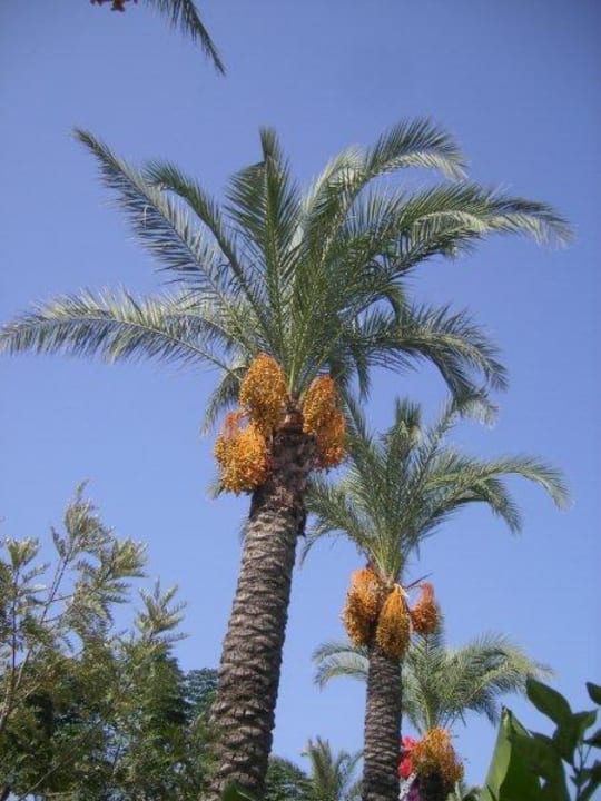 Reife Palmen im Hotelgarten MC Arancia Resort