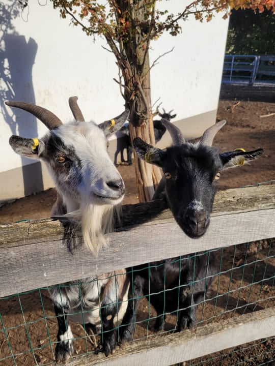 Sonstiges Wiesenberghof