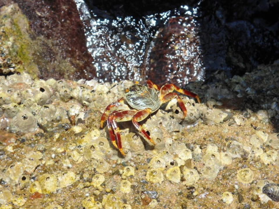 Krabben direkt am Steinufer Arabia Azur Resort