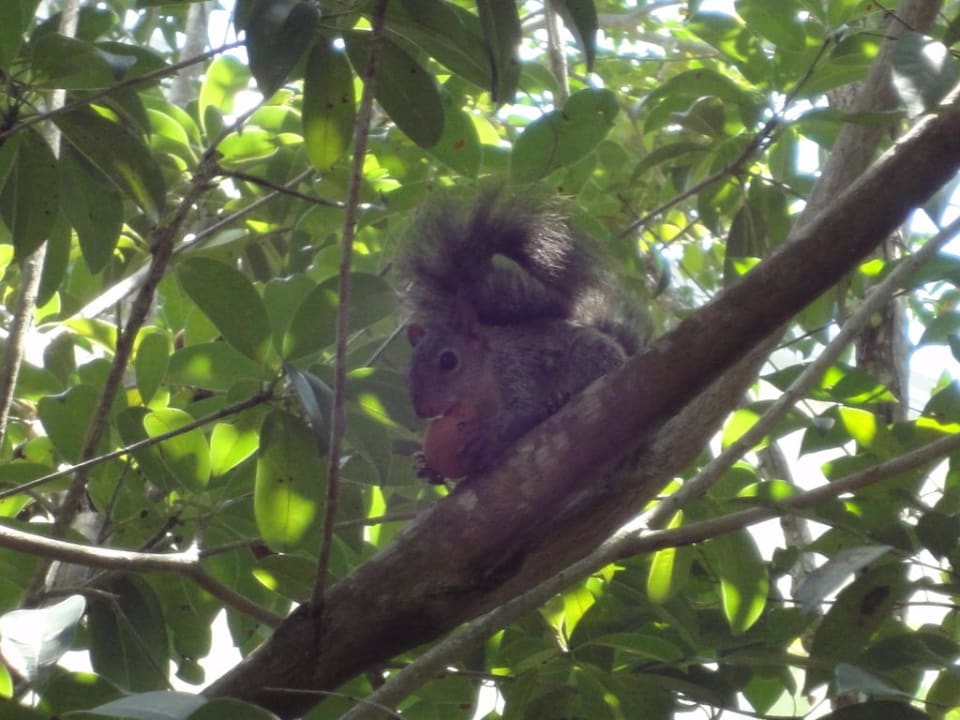 Tierischer Mitbewohner Catalonia Royal Tulum Beach & Spa Resort - Adults only