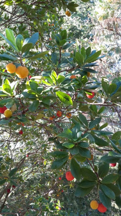 Gartenanlage Résidence Miro