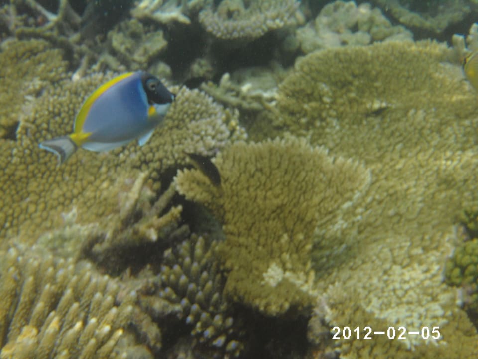 Unterwasserwelt Vilamendhoo Island Resort & Spa