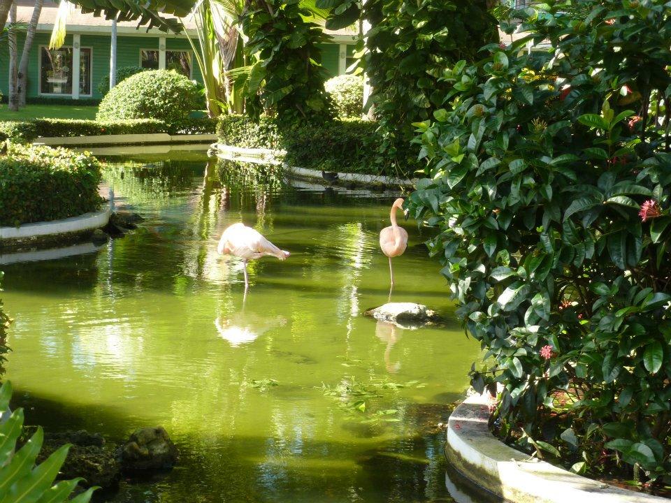 Der kleine Teich vor dem Restaurant Hotel Grand Palladium Palace Resort, Spa & Casino