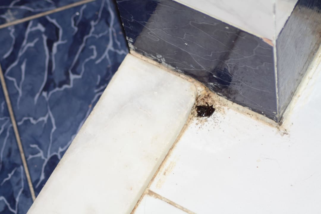 Jeden z większych robaków Desert Rose