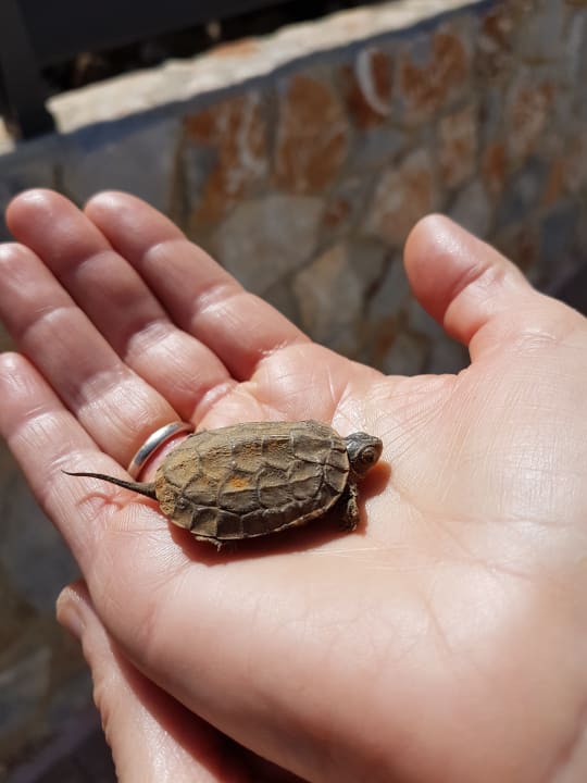 Gartenanlage Anemos Luxury Grand Resort