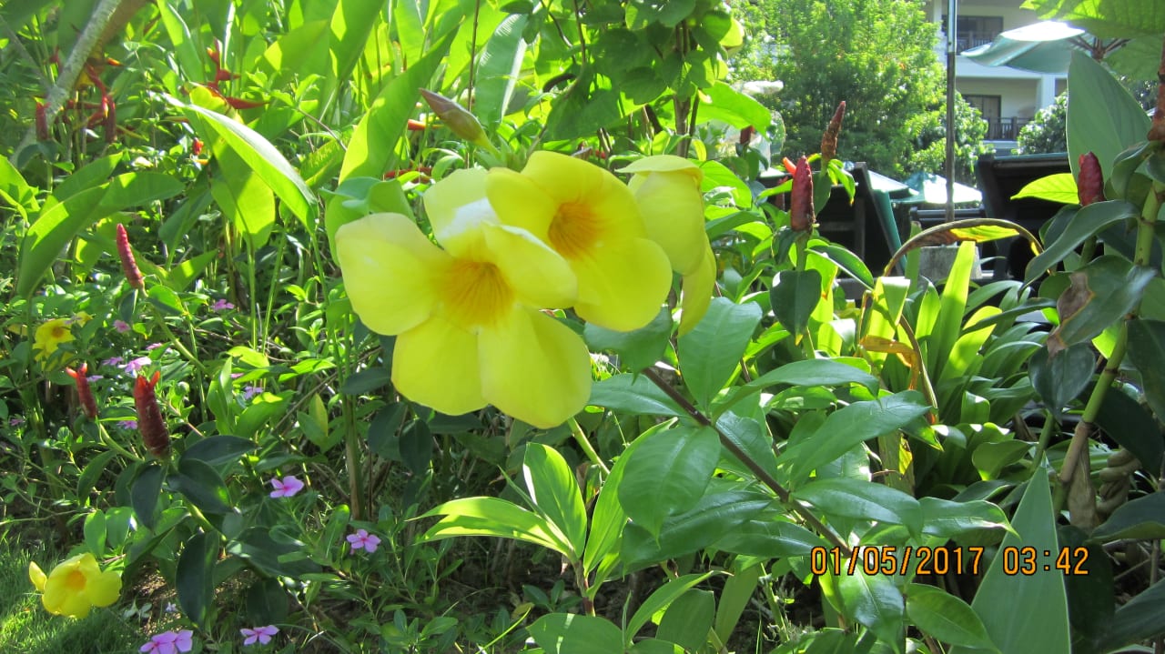 Gartenanlage Khaolak Orchid Beach Resort