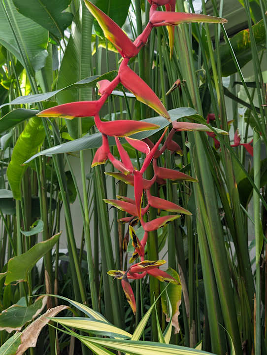 Gartenanlage Moracea by Khao Lak Resort