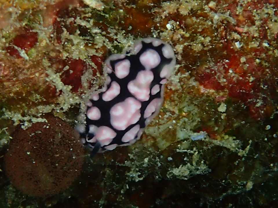 Sport & Freizeit Jaz Dar EL Madina