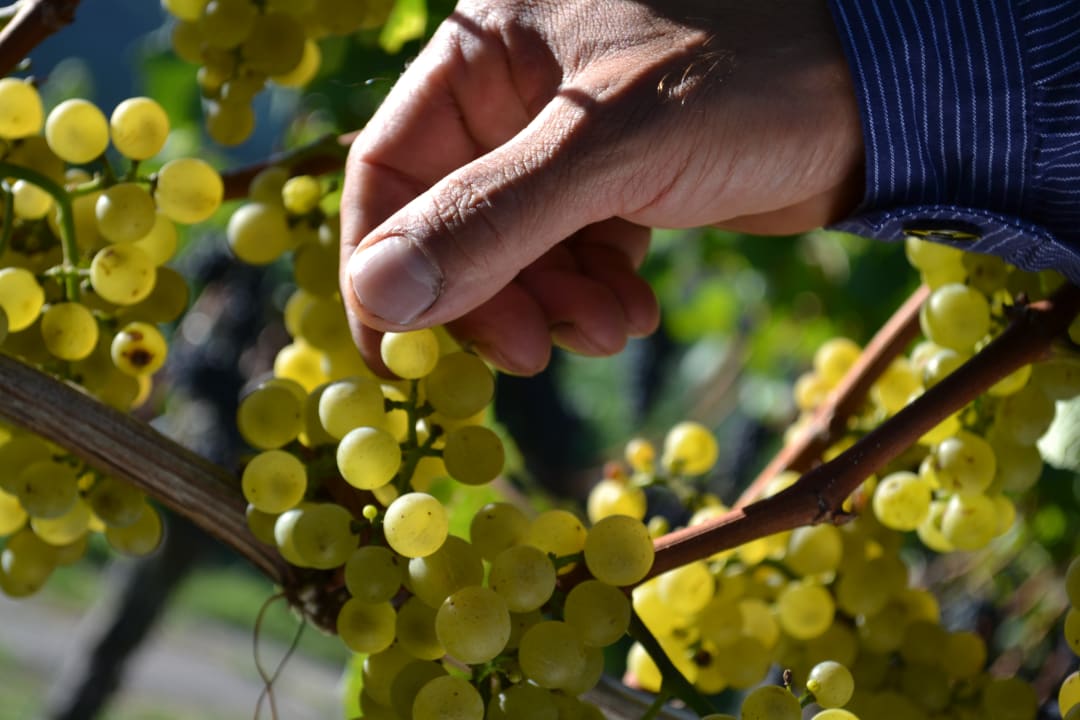 Gartenanlage Dilgerhof