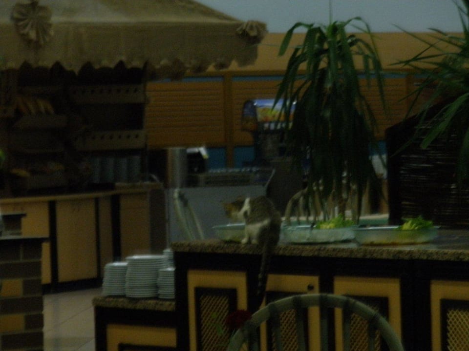 Straßenkatze bedient sich auch am Buffet Asteria Family Resort Side