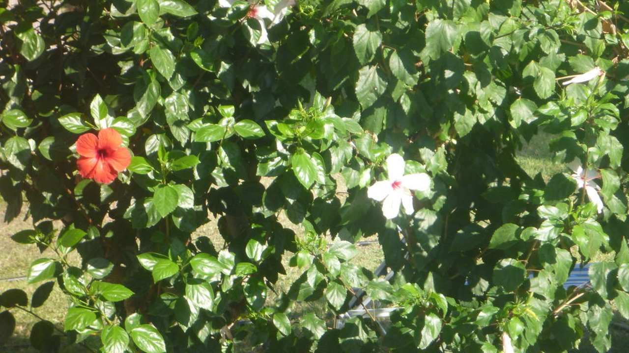 Tolle Blüten Hotel Tigaki Beach