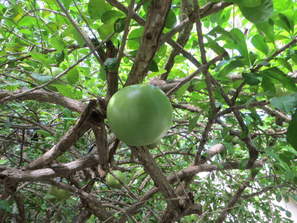 Tolle Kalabassen Pflanze im Gelände Adaaran Select Hudhuran Fushi - Premium All Inclusive