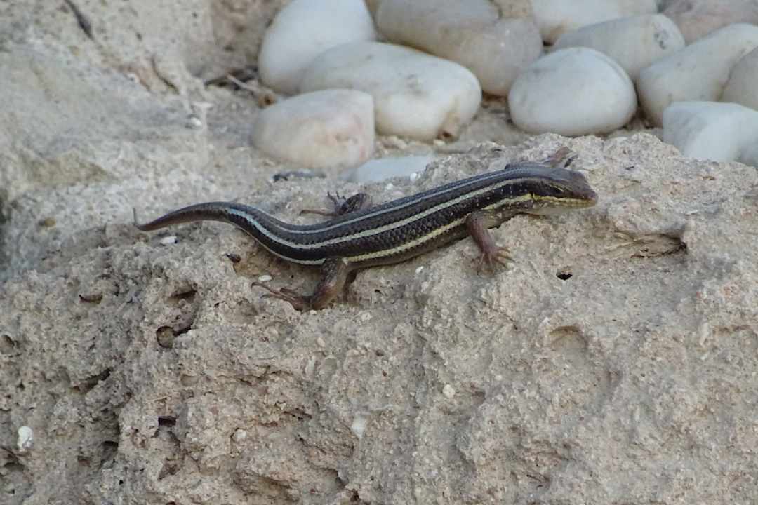 Gartenanlage Makadi Palace