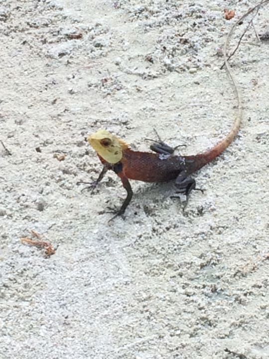 Sonstiges Adaaran Select Hudhuran Fushi - Premium All Inclusive