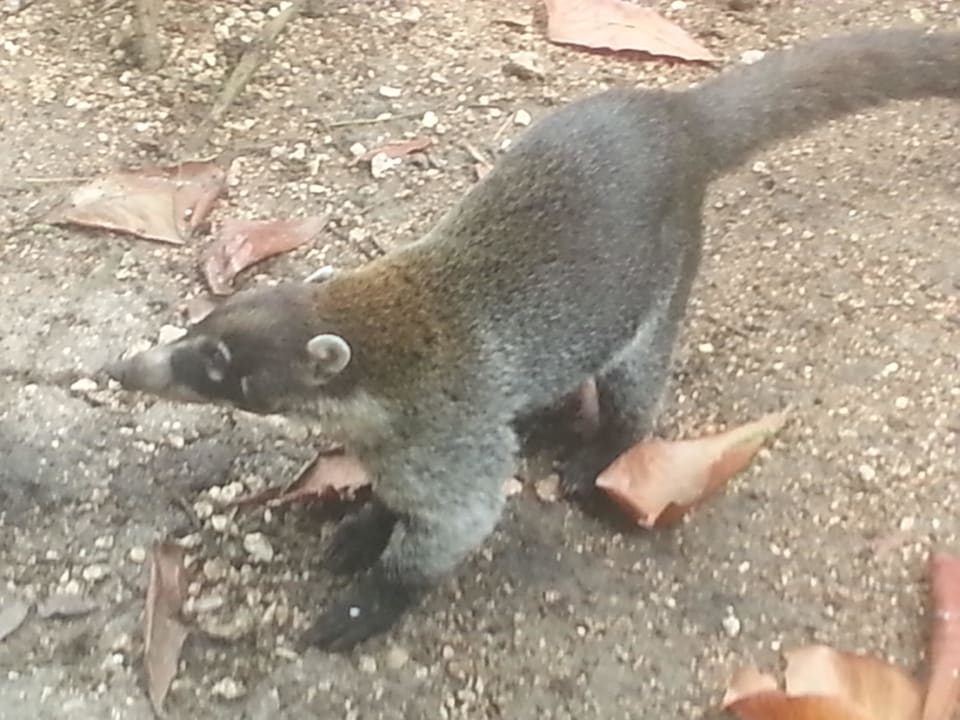 Freche tierchen  Hotel Riu Playacar