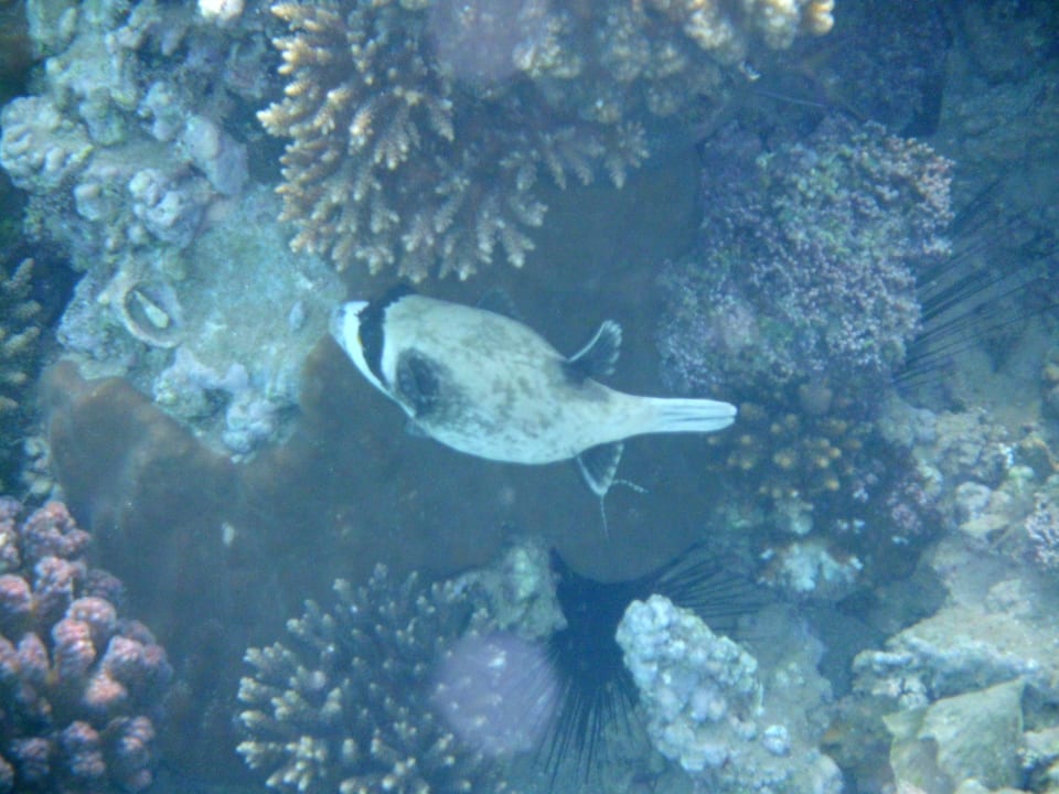 Kugelfisch Jaz Makadi Oasis Resort