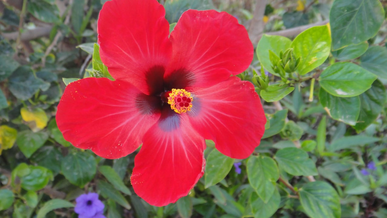 Blüte Lahami Bay Beach Resort