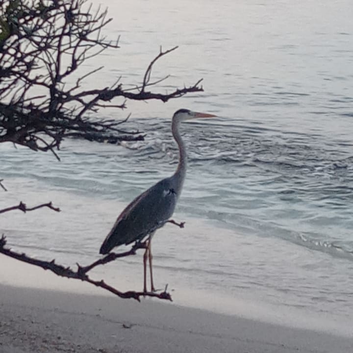 Außenansicht Embudu Village