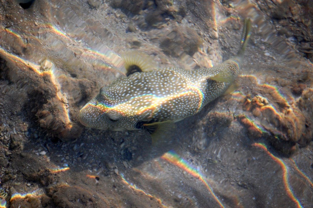 Kugelfisch Stella Beach Resort & Spa Makadi Bay