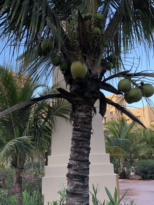 Gartenanlage Hotel Riu Touareg