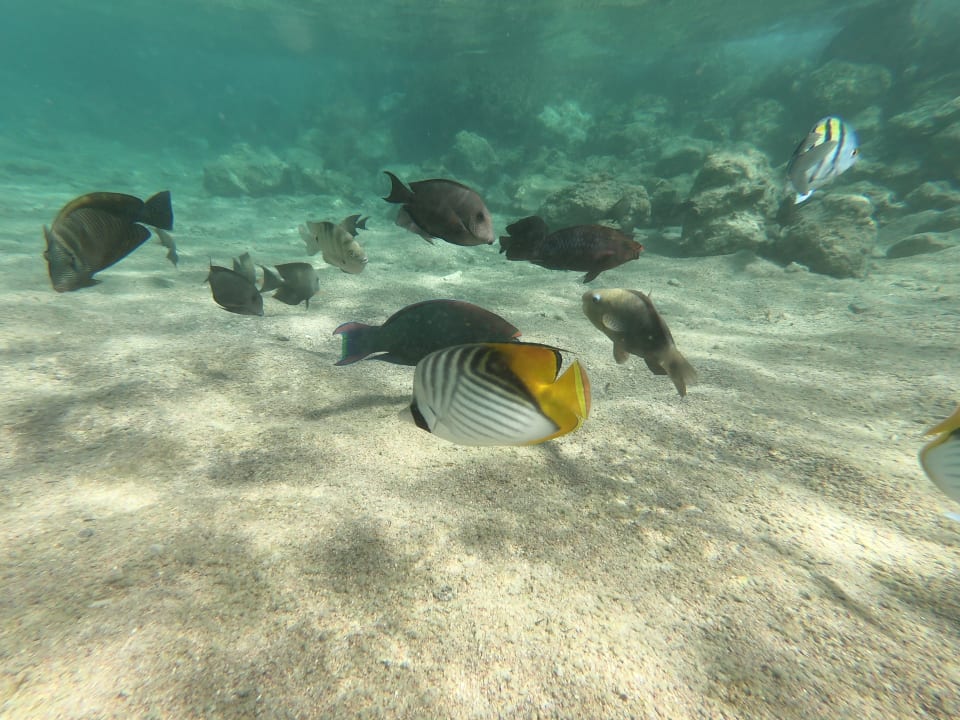 Sport & Freizeit  Pickalbatros Citadel Resort