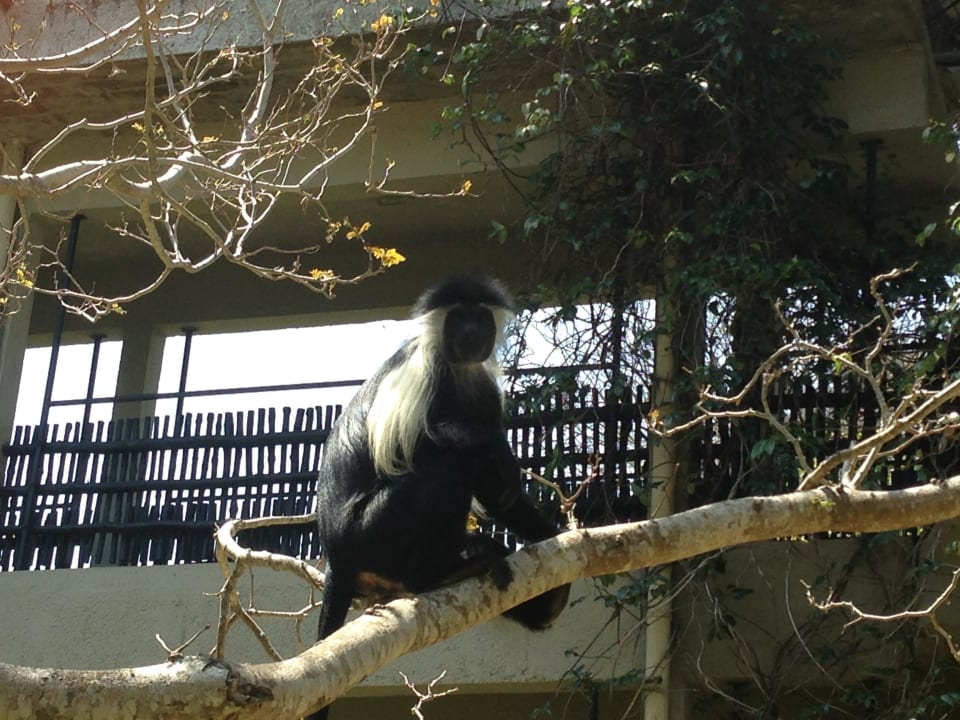 Nie karmić małp Baobab Holiday Resort