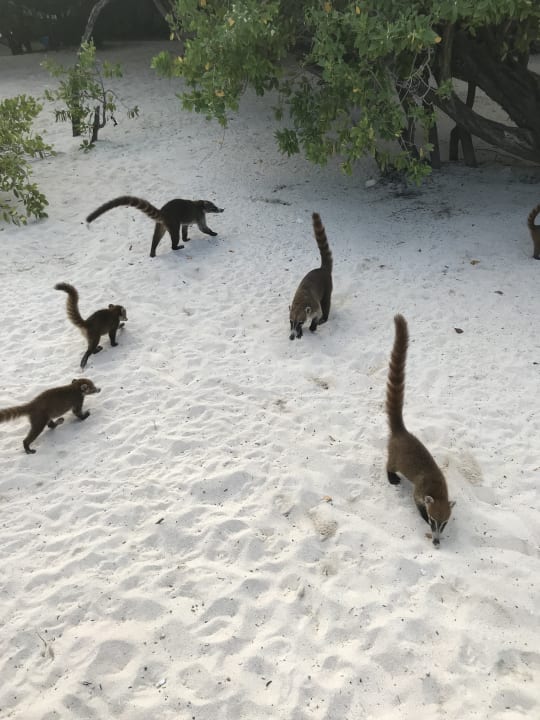 Strand Iberostar Selection Paraiso Maya Suites