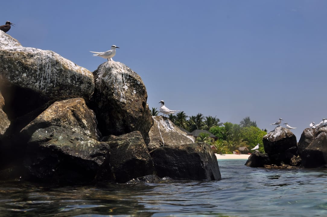 Strand Summer Island Maldives