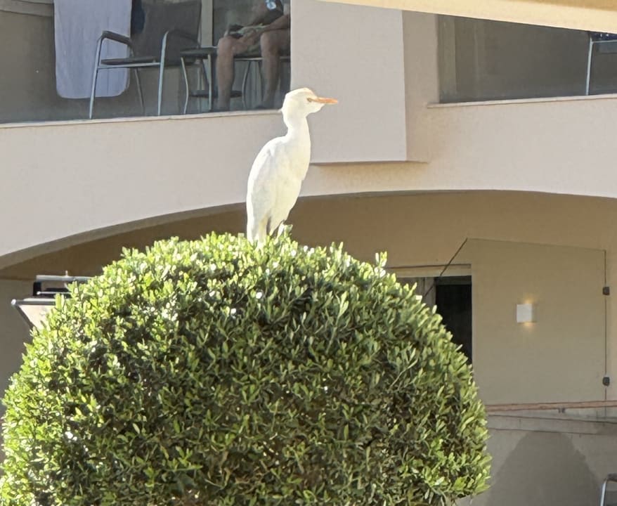Sonstiges Pickalbatros White Beach Resort - Hurghada