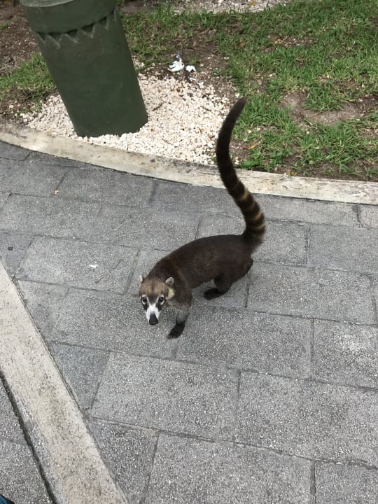 Sonstiges Hotel Riu Tequila