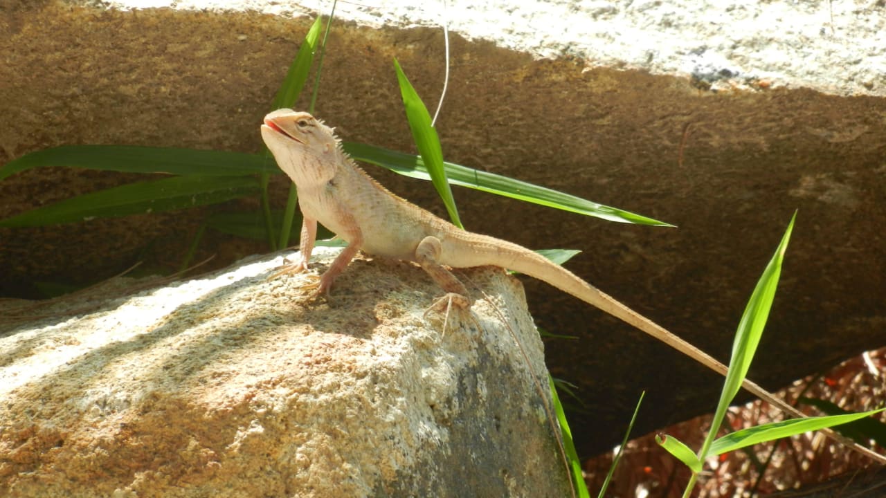 Echse Moracea by Khao Lak Resort