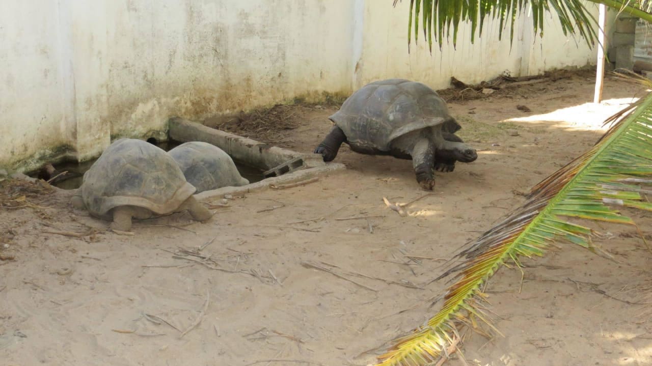 Schildkrötengehege Jamelah Apartments & Guest House