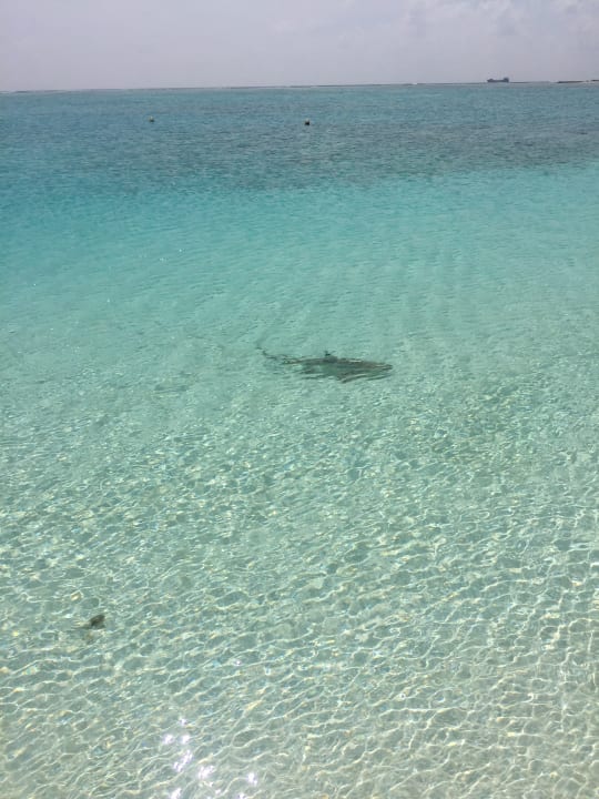 Strand Meeru Maldives Resort Island