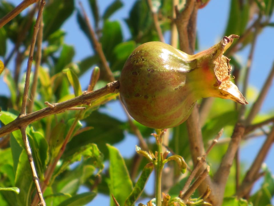 Frucht eines Strauches Sentido Akassia Beach