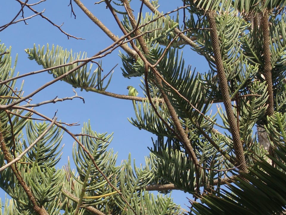 Papagei Canary Garden Club