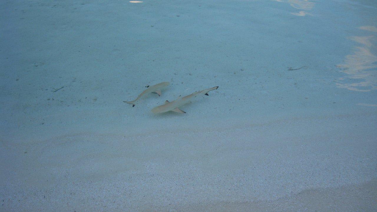 2 kleine Haie vom Strand aus Vilamendhoo Island Resort & Spa