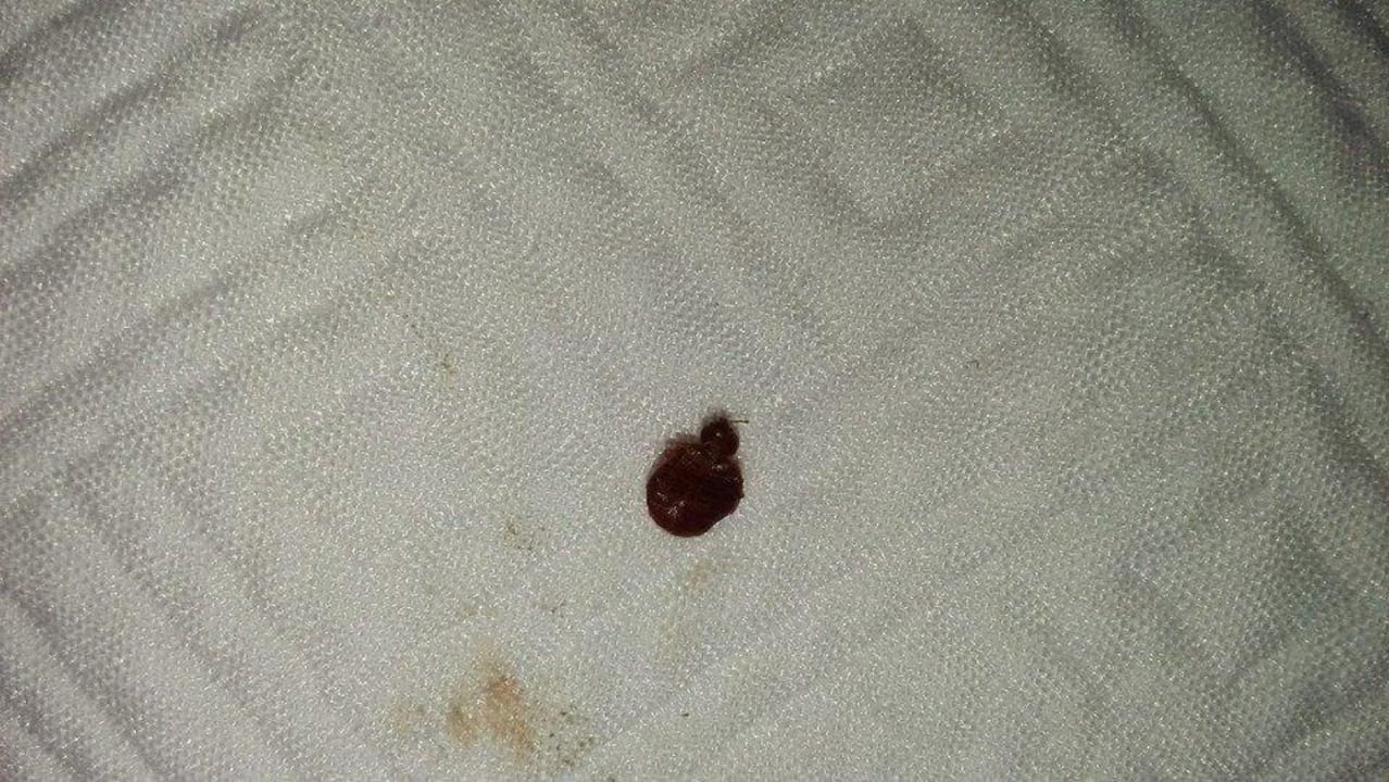 Bedbug I killed (proof) Hotel Crowne Plaza Orlando Downtown