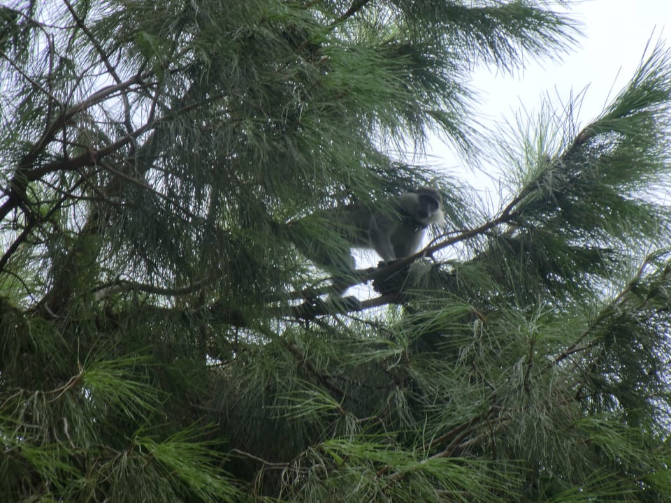 Urlaub 2012 Affe im Maritim Club Alantur Labranda Alantur Resort