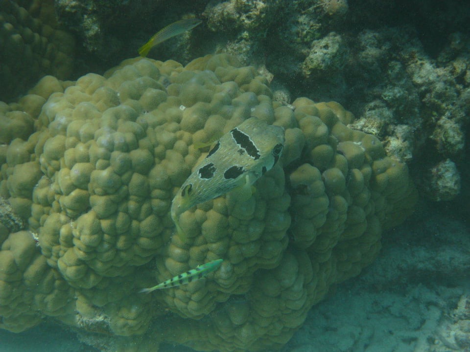 Unterwasserwelt am Hausriff NH Collection Maldives Reethi Resort