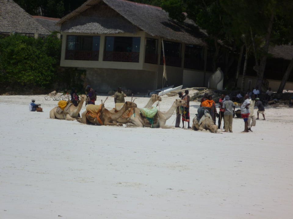 Camele Hotel Papillon Lagoon Reef