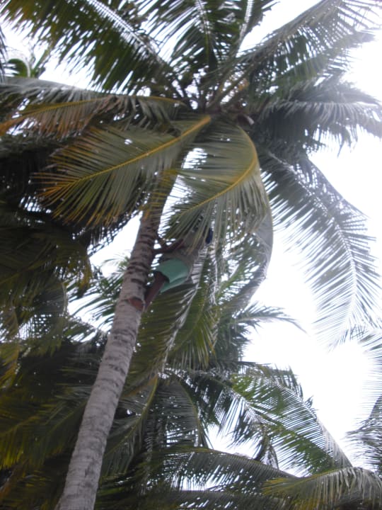 Lecker Kokosnuss Summer Island Maldives