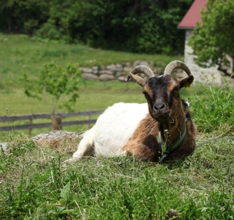 Ziege Ferienhaus Zur alten Schmiede