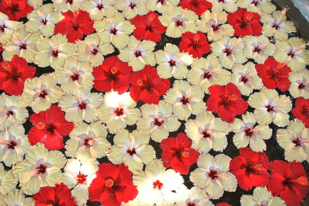 Flowers Sun Siyam Olhuveli