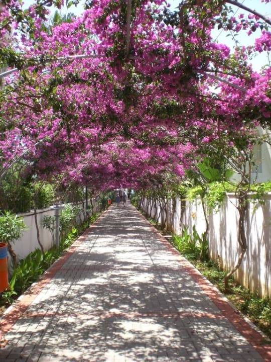 Der Weg zum Strand Alaiye Resort & Spa