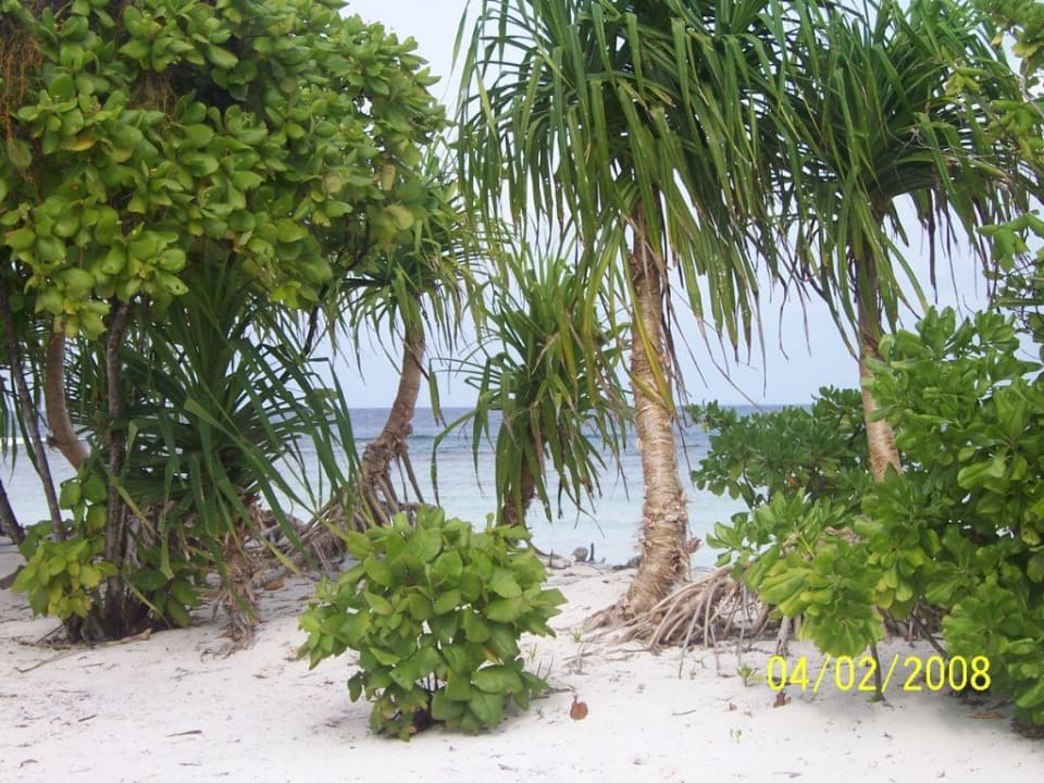 Strand Ozeanseite Canareef Resort Maldives